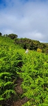 Plants: image 8 Of 208 Thumb